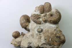 Ammonite mariella / desmoceras / puzosia / oursin / gastéropode- Albien supérieur - Penzesgyor, Hongrie