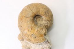 Ammonite ,desmoceras latidorsatum and rare salaziceras salazacense - Upper Albian  - Penzesgyor, HUNGARY