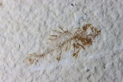 poisson fossile Priscacara serrata juvenile - Eocene - USA