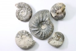 set of 5 ammonites  // callovian // formation des marnes de Dives // Villers sur Mer - France