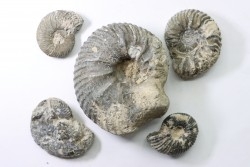 set of 5 ammonites  // callovian // formation des marnes de Dives // Villers sur Mer - France