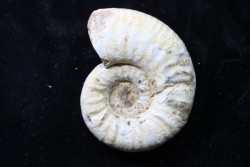 RARE  Mirosphinctes-aff-frickensis - Oxfordien - Madagascar