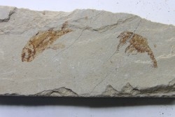 crustace and fish: Pustulina cretacea  & Armigatus Brevissimus - Cenomanian - Haquel, Byblos, LIBANON