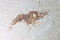 crustacé: Hakelocaris vavassorii -  Cénomanien - Haquel - Byblos - LIBAN
