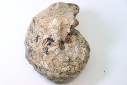 NEOTIBETITES sp. - Norien (TRIAS) - Bobonaro Scaly Clay - Noe Bihati - TIMOR - INDONESIE