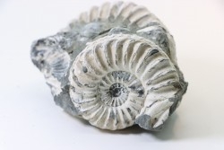 Pleuroceras spinatum - Domérien - Buttenheim, Allemagne