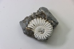 Pleuroceras spinatum - Domérien - Buttenheim, Germany