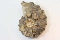 Mammites nodosoides - Turonien - Asfla – Goulmima – Maroc