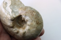 ORTHASPIDOCERAS  Kimmeridgien  La Rochelle - FRANCE