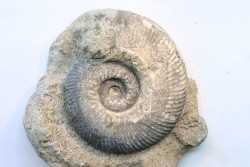 Hammatoceras Speciosum - Toarcien - Roanne - FRANCE