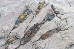 EOCRINOIDES: plate with  ASCOCYSTITES - Sandbian - upper ordovician - Bou Nemrou, Arfoud, Morocco