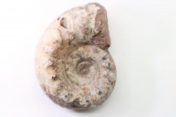 Temnocheilus sp. (M'COY 1844) - Permian - Lidak, Timor, Indonesia