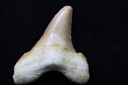 dent de requin: CARCHAROCLES SOKOLOVI Priabonien (éocène supérieur) Dakhla, maroc