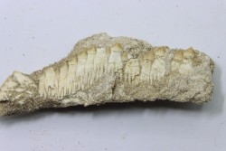 schizorhiza stromeri - Maestrichtien - Oued Zem, Kourigba, MAROC