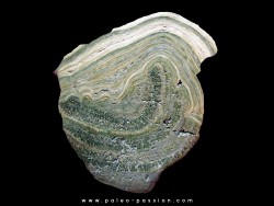 Stromatolithe eocene - Wyoming USA