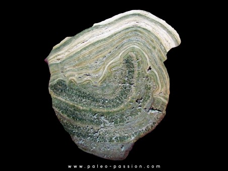 Stromatolithe eocene - Wyoming USA 