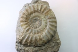 Acanthopleuroceras maugenesti - pliensbachien - Fresney-le-Puceux (14) FRANCE