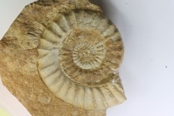 Acanthopleuroceras maugenesti - pliensbachien - Fresney-le-Puceux (14) FRANCE