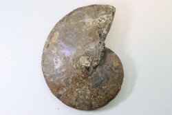 Sphenodiscus lenticularis (Owen, 1852) - Maestrichtien - Dakota - USA