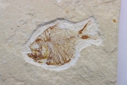 DIPLOMYSTUS BIRDI - Cenomanian - Haquel, Byblos, LIBANON