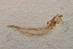 GAUDRYELLA GAUDRYI - Cenomanian - Hgula, Byblos - LIBAN