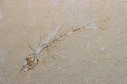 Telepholis tenuis (flying fish) - Cenomanian - Haquel, Byblos - LIBANON