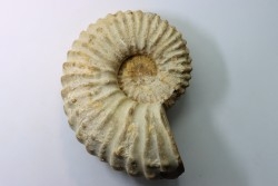 Newboldiceras asiaticum - Cenomanian - Atsimo- Andrefana, Madagascar