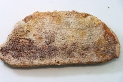 Morceau de rostre avec restes dermique - Onchopristis numidus - CENOMANIEN - Kem Kem, MAROC