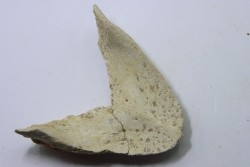 MANDIBULE of  SEA TURTTLE: Eclaste sp. - Paleocene -Maroc  Oued Zem - Morocco