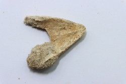 MANDIBULE of  SEA TURTTLE: Eclaste sp. - Paleocene -Maroc  Oued Zem - Morocco