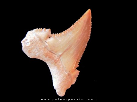 dent de requin: PALEOCARCHARODON ORIENTALIS (4)