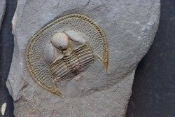 BLIND TRILOBITE: Declivolithus titan - ordovician - Ktaoua Fmt - Jbel Tijarfaiouine, MOROCCO