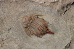 Parvilichas marochii (Corbacho & Vella, 2013) - ordovicien inférieur - Formation des fezouata - Zagora, Maroc