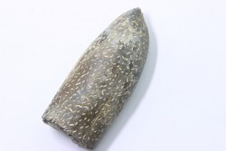 bélemnite: Duvalia lata (crustaceans acrothoracic traces) upper Valanginian - Alpes de hte Prov. - France