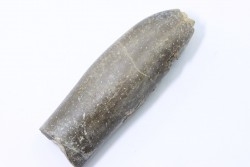 bélemnite: Duvalia lata (crustaceans acrothoracic traces) upper Valanginian - Alpes de hte Prov. - France
