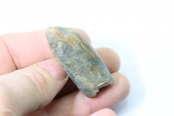 bélemnite: Duvalia lata  - upper Valanginian - Alpes de hte Prov. - France