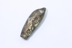 bélemnite: Duvalia lata constricta - upper Valanginian - Alpes de hte Prov. - France