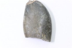 bélemnite: Duvalia émérici - upper Valanginian - Alpes de haute Provence - France