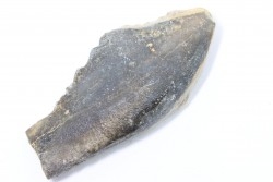 bélemnite: Duvalia émérici - upper Valanginian - Alpes de haute Provence - France