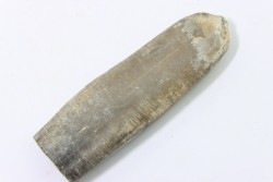 bélemnite: Duvalia dilatata - upper Valanginian - Alpes de haute Provence - France