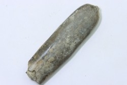 bélemnite: Duvalia dilatata - upper Valanginian - Alpes de haute Provence - France