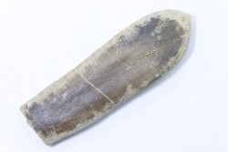 bélemnite: Duvalia dilatata - upper Valanginian - Alpes de haute Provence - France