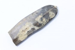 bélemnite: Duvalia dilatata - upper Valanginian - Alpes de haute Provence - France