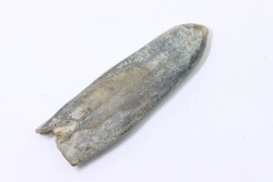 bélemnite: Duvalia dilatata - upper Valanginian - Alpes de haute Provence - France