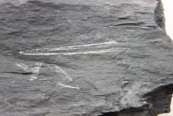Intéressant GRAPTOLITES Didymograptus artus - Ordovician - fmt de Treveusot - La Dominelais - BRITANY- FRANCE