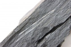 Intéressant GRAPTOLITES Didymograptus artus - Ordovician - fmt de Treveusot - La Dominelais - BRITANY- FRANCE