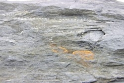 Intéressant GRAPTOLITES Didymograptus artus - Ordovician - fmt de Treveusot - La Dominelais - BRITANY- FRANCE