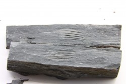 Intéressant GRAPTOLITES Didymograptus artus - Ordovician - fmt de Treveusot - La Dominelais - BRITANY- FRANCE