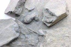 Intéressant lot de fossiles à préparer - "faune du dévonien de Reistegne" Belgique - eifelien / givétien