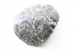 Ankylosaur scute - Hell Creek  Formation - Dawson Conty, Montana, USA